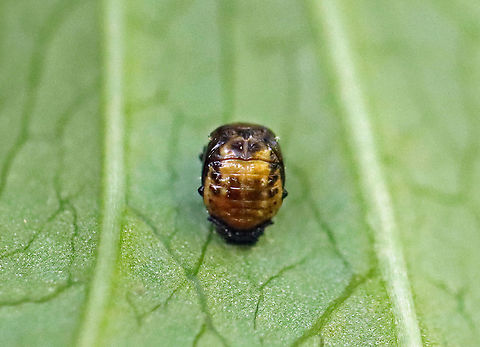 Polished Lady Beetle Pupa - Cycloneda munda I think this is the pupa of Cycloneda munda. 

Habitat: Vegetation in a mesic, mixed forest
https://www.jungledragon.com/image/107212/polished_lady_beetle_pupa_-_cycloneda_munda.html Cycloneda,Cycloneda munda,Geotagged,Polished Lady Beetle,Summer,United States,beetle pupa,pupa