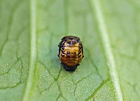 Polished Lady Beetle Pupa - Cycloneda munda I think this is the pupa of Cycloneda munda. <br />
<br />
Habitat: Vegetation in a mesic, mixed forest<br />
https://www.jungledragon.com/image/107212/polished_lady_beetle_pupa_-_cycloneda_munda.html Cycloneda,Cycloneda munda,Geotagged,Polished Lady Beetle,Summer,United States,beetle pupa,pupa