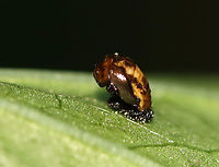 Polished Lady Beetle Pupa - Cycloneda munda I think this is the pupa of Cycloneda munda.<br />
<br />
Habitat: Vegetation in a mesic, mixed forest<br />
https://www.jungledragon.com/image/107211/polished_lady_beetle_pupa_-_cycloneda_munda.html<br />
<br />
 Cycloneda munda,Geotagged,Summer,United States