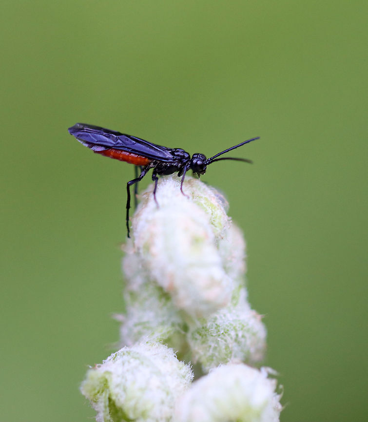 Order Hymenoptera, Suborder Symphyta,  Strongylogaster tacita Habitat: Mesic forest  Geotagged,Strongylogaster,Strongylogaster tacita,Summer,Symphyta,United States,hymenoptera