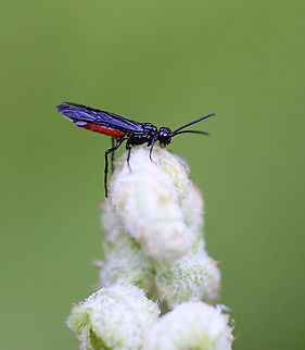 Order Hymenoptera, Suborder Symphyta,  Strongylogaster tacita Habitat: Mesic forest  Geotagged,Strongylogaster,Strongylogaster tacita,Summer,Symphyta,United States,hymenoptera