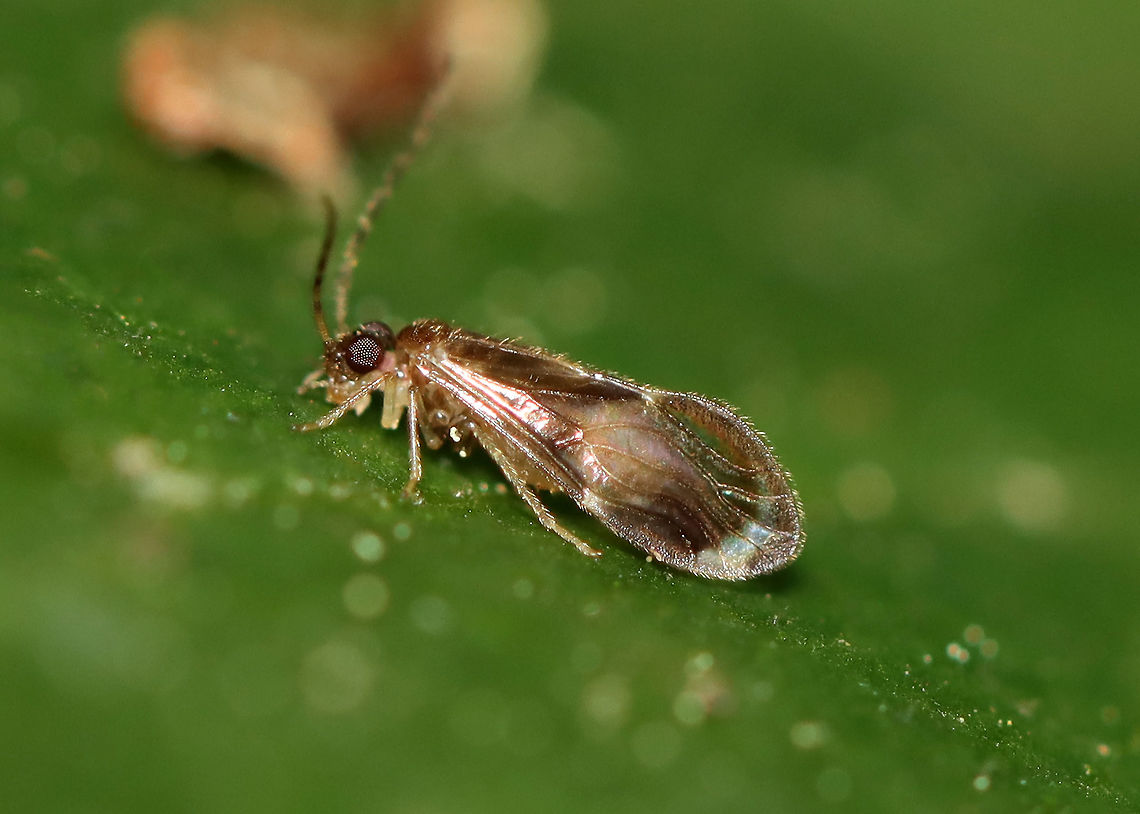 Hairy-winged Barklouse - Polypsocus corruptus *Tentative ID<br />
<br />
Habitat: Mesic, mixed forest Geotagged,Polypsocus,Polypsocus corruptus,Psocoptera,Summer,United States,barklice,barklouse,hairy-winged barklouse