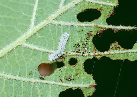 Woolly Alder Sawfly Larva - Eriocampa ovata Habitat: On Alder (Alnus sp.); Bog edge Alder,Alnus,Eriocampa ovata,Geotagged,Summer,United States,Woolly Alder Sawfly,larva,sawfly,sawfly larva