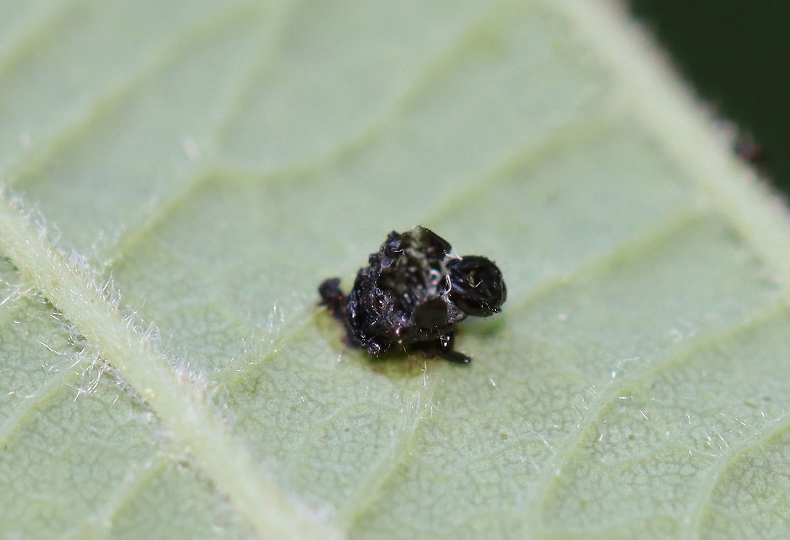 Eulophid Wasp Pupae - Family Eulophidae Here's what I think is going on here...The tiny (~1-2 mm) black blobs are the pupae of Eulophid wasps. They are found, attached to leaves, in an upside down position. As larvae, the wasps feed on another insect larva (such as a lepidopteran caterpillar or leaf beetle larva). When mature, the wasps emerge and pupate on the leaf. I think the host(s) was possibly a leaf beetle larva(e) because of the way in which the leaf was defoliated, and there were leaf beetle larvae on these leaves. Of course, I could be wrong about this entire scenario.<br />
<br />
Habitat: On alder (Alnus sp.); bog<br />
<br />
A previous spotting from this same area of alder trees:<br />
<figure class="photo"><a href="https://www.jungledragon.com/image/106000/eulophid_wasp_pupae_-_family_eulophidae.html" title="Eulophid Wasp Pupae - Family Eulophidae"><img src="https://s3.amazonaws.com/media.jungledragon.com/images/3232/106000_thumb.jpg?AWSAccessKeyId=05GMT0V3GWVNE7GGM1R2&Expires=1759968010&Signature=FCTWJoKwnjOYTCVuMkD5qRs5D1U%3D" width="200" height="134" alt="Eulophid Wasp Pupae - Family Eulophidae Here's what I think is going on here...The tiny (~1-2 mm) black blobs are the pupae of Eulophid wasps. They are found, attached to leaves, in an upside down position. As larvae, the wasps feed on another insect larva (such as a lepidopteran caterpillar or leaf beetle larva). When mature, the wasps emerge and pupate on the leaf. The yellowish stuff on the leaf is fecal waste. I think the host(s) was possibly a leaf beetle larva(e) because of the way in which the leaf was defoliated. Of course, I could be wrong about this entire scenario.<br />
<br />
Habitat: On alder (Alnus sp.); bog <br />
https://www.jungledragon.com/image/106001/eulophid_wasp_pupae_-_family_eulophidae.html Alnus,Eulophid wasp,Eulophidae,Geotagged,Parasitoid wasp,Spring,United States,alder,parasitoid,pupae,wasp" /></a></figure><br />
Alder,Alnus,Eulophidae,Geotagged,Summer,United States,pupae,wasp pupae