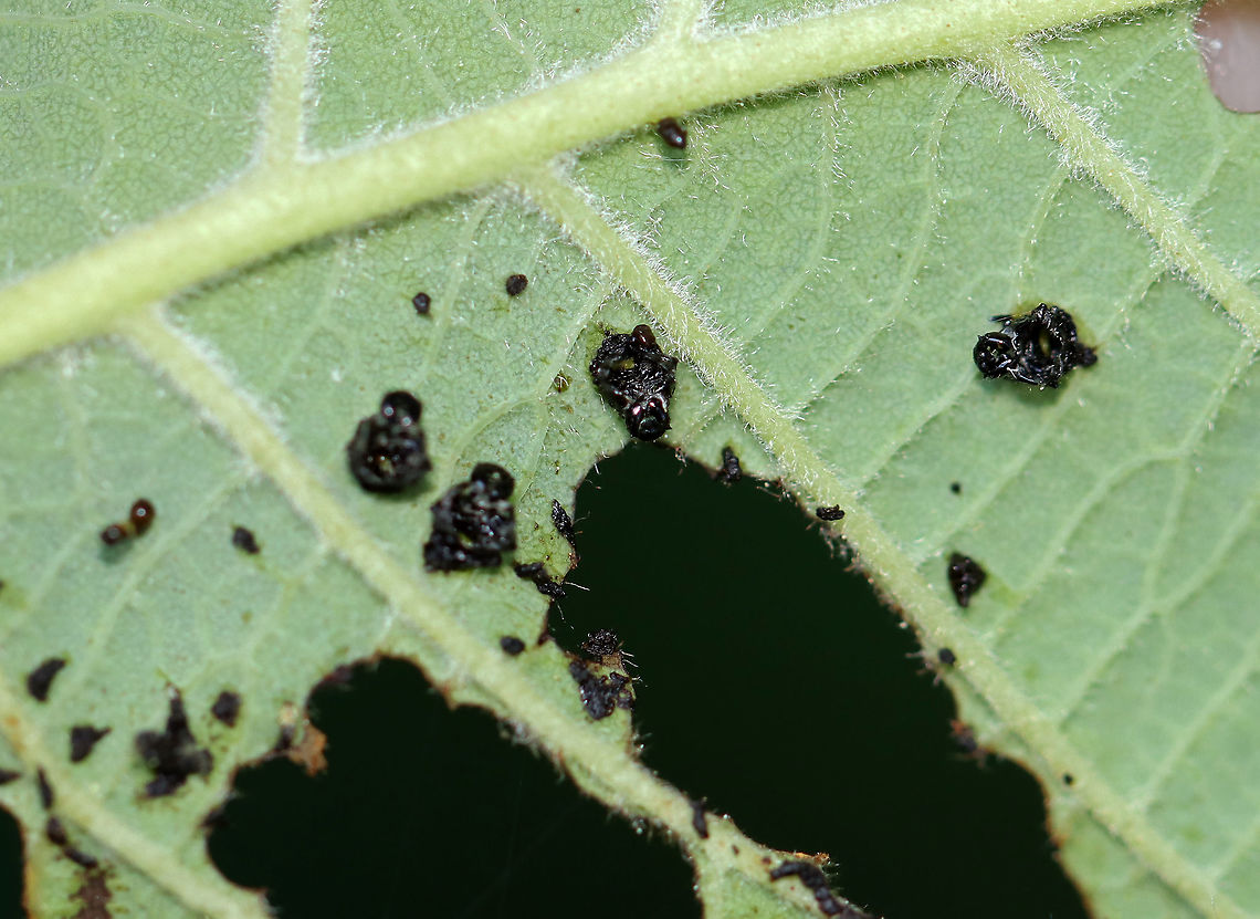 Eulophid Wasp Pupae - Family Eulophidae Here's what I think is going on here...The tiny (~1-2 mm) black blobs are the pupae of Eulophid wasps. They are found, attached to leaves, in an upside down position. As larvae, the wasps feed on another insect larva (such as a lepidopteran caterpillar or leaf beetle larva). When mature, the wasps emerge and pupate on the leaf. I think the host(s) was possibly a leaf beetle larva(e) because of the way in which the leaf was defoliated, and there were leaf beetle larvae on these leaves. Of course, I could be wrong about this entire scenario.<br />
<br />
Habitat: On alder (Alnus sp.); bog<br />
<br />
<figure class="photo"><a href="https://www.jungledragon.com/image/107251/eulophid_wasp_pupae_-_family_eulophidae.html" title="Eulophid Wasp Pupae - Family Eulophidae"><img src="https://s3.amazonaws.com/media.jungledragon.com/images/3232/107251_thumb.jpg?AWSAccessKeyId=05GMT0V3GWVNE7GGM1R2&Expires=1759968010&Signature=bJHhbFjepJ89F1vZoFBt0VWgzq0%3D" width="200" height="138" alt="Eulophid Wasp Pupae - Family Eulophidae Here's what I think is going on here...The tiny (~1-2 mm) black blobs are the pupae of Eulophid wasps. They are found, attached to leaves, in an upside down position. As larvae, the wasps feed on another insect larva (such as a lepidopteran caterpillar or leaf beetle larva). When mature, the wasps emerge and pupate on the leaf. I think the host(s) was possibly a leaf beetle larva(e) because of the way in which the leaf was defoliated, and there were leaf beetle larvae on these leaves. Of course, I could be wrong about this entire scenario.<br />
<br />
Habitat: On alder (Alnus sp.); bog<br />
<br />
A previous spotting from this same area of alder trees:<br />
https://www.jungledragon.com/image/106000/eulophid_wasp_pupae_-_family_eulophidae.html<br />
Alder,Alnus,Eulophidae,Geotagged,Summer,United States,pupae,wasp pupae" /></a></figure><br />
<br />
A previous spotting from this same area of alder trees:<br />
<figure class="photo"><a href="https://www.jungledragon.com/image/106000/eulophid_wasp_pupae_-_family_eulophidae.html" title="Eulophid Wasp Pupae - Family Eulophidae"><img src="https://s3.amazonaws.com/media.jungledragon.com/images/3232/106000_thumb.jpg?AWSAccessKeyId=05GMT0V3GWVNE7GGM1R2&Expires=1759968010&Signature=FCTWJoKwnjOYTCVuMkD5qRs5D1U%3D" width="200" height="134" alt="Eulophid Wasp Pupae - Family Eulophidae Here's what I think is going on here...The tiny (~1-2 mm) black blobs are the pupae of Eulophid wasps. They are found, attached to leaves, in an upside down position. As larvae, the wasps feed on another insect larva (such as a lepidopteran caterpillar or leaf beetle larva). When mature, the wasps emerge and pupate on the leaf. The yellowish stuff on the leaf is fecal waste. I think the host(s) was possibly a leaf beetle larva(e) because of the way in which the leaf was defoliated. Of course, I could be wrong about this entire scenario.<br />
<br />
Habitat: On alder (Alnus sp.); bog <br />
https://www.jungledragon.com/image/106001/eulophid_wasp_pupae_-_family_eulophidae.html Alnus,Eulophid wasp,Eulophidae,Geotagged,Parasitoid wasp,Spring,United States,alder,parasitoid,pupae,wasp" /></a></figure><br />
Geotagged,Summer,United States
