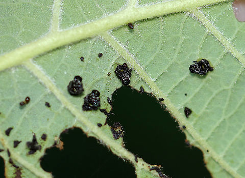 Eulophid Wasp Pupae - Family Eulophidae Here's what I think is going on here...The tiny (~1-2 mm) black blobs are the pupae of Eulophid wasps. They are found, attached to leaves, in an upside down position. As larvae, the wasps feed on another insect larva (such as a lepidopteran caterpillar or leaf beetle larva). When mature, the wasps emerge and pupate on the leaf. I think the host(s) was possibly a leaf beetle larva(e) because of the way in which the leaf was defoliated, and there were leaf beetle larvae on these leaves. Of course, I could be wrong about this entire scenario.

Habitat: On alder (Alnus sp.); bog

https://www.jungledragon.com/image/107251/eulophid_wasp_pupae_-_family_eulophidae.html

A previous spotting from this same area of alder trees:
https://www.jungledragon.com/image/106000/eulophid_wasp_pupae_-_family_eulophidae.html
 Geotagged,Summer,United States
