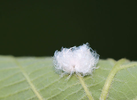 Cottony Alder Psyllid - Psylla floccosa Habitat: Mixed forest
https://www.jungledragon.com/image/107265/trash_bug_lacewing_larva_-_family_chrysopidae.html Cottony Alder Psyllid,Geotagged,Psylla floccosa,Summer,United States