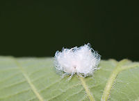 Cottony Alder Psyllid - Psylla floccosa Habitat: Mixed forest<br />
https://www.jungledragon.com/image/107265/trash_bug_lacewing_larva_-_family_chrysopidae.html Cottony Alder Psyllid,Geotagged,Psylla floccosa,Summer,United States