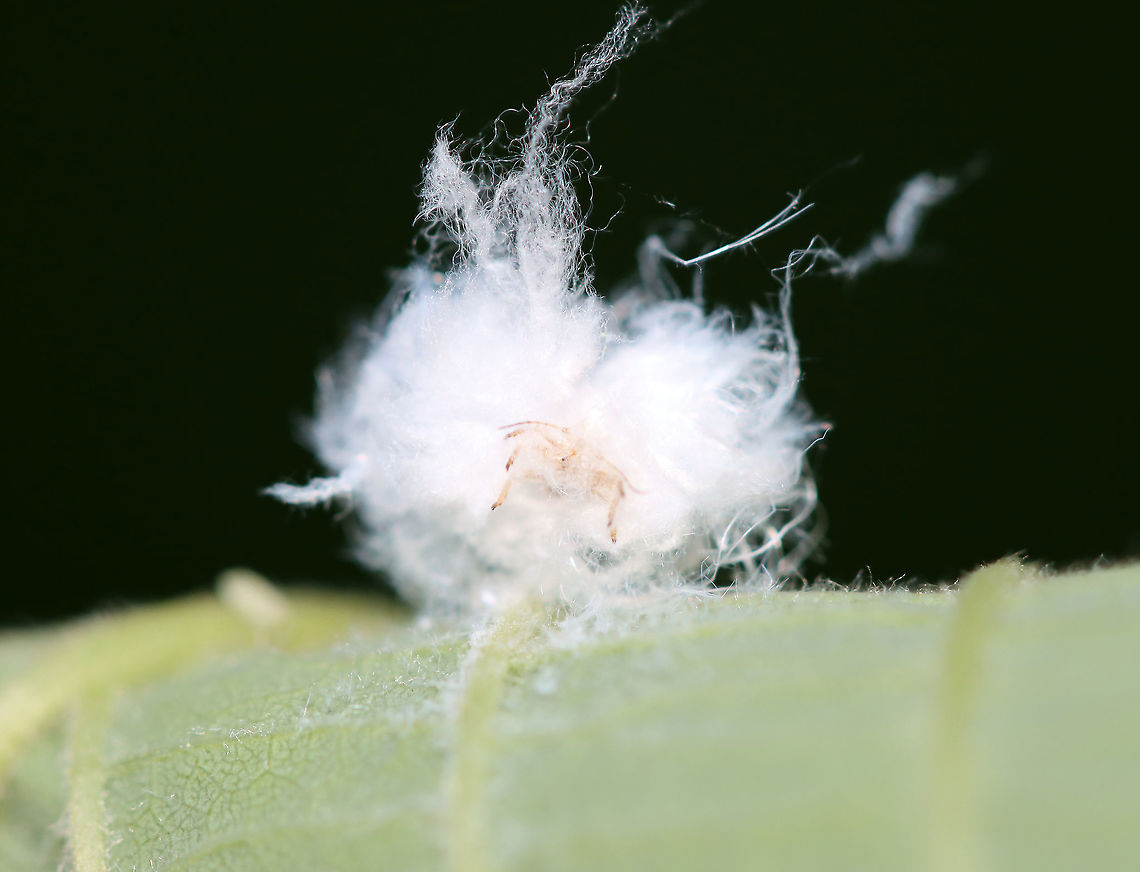 Cottony Alder Psyllid -  Psylla floccosa Habitat: Mixed forest<br />
<figure class="photo"><a href="https://www.jungledragon.com/image/107264/cottony_alder_psyllid_-_psylla_floccosa.html" title="Cottony Alder Psyllid - Psylla floccosa"><img src="https://s3.amazonaws.com/media.jungledragon.com/images/3232/107264_thumb.jpg?AWSAccessKeyId=05GMT0V3GWVNE7GGM1R2&Expires=1770854410&Signature=46upBeNkHcgoxnJEpjURIRKgBB8%3D" width="200" height="146" alt="Cottony Alder Psyllid - Psylla floccosa Habitat: Mixed forest<br />
https://www.jungledragon.com/image/107265/trash_bug_lacewing_larva_-_family_chrysopidae.html Cottony Alder Psyllid,Geotagged,Psylla floccosa,Summer,United States" /></a></figure> Cottony Alder Psyllid,Geotagged,Psylla floccosa,Summer,United States