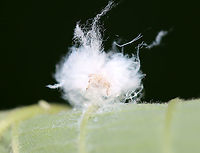 Cottony Alder Psyllid -  Psylla floccosa Habitat: Mixed forest<br />
https://www.jungledragon.com/image/107264/trash_bug_lacewing_larva_-_family_chrysopidae.html Cottony Alder Psyllid,Geotagged,Psylla floccosa,Summer,United States
