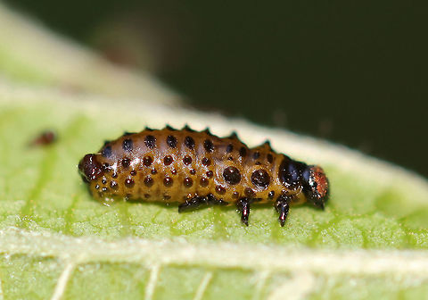 Leaf Beetle Larva - Family Chrysomelidae, Chrysomela sp. I can't tell if this larva was healthy or not because I can't find any similar ones online with the reddish stuff on the face. 

Habitat: Alder (Alnus sp.)
https://www.jungledragon.com/image/107267/leaf_beetle_larva_-_family_chrysomelidae_chrysomela_sp.html Alder,Alnus,Chrysomela,Chrysomelidae,Geotagged,Summer,United States,beetle larva,larva,leaf beetle larva