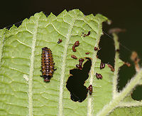 Leaf Beetle Larva - Family Chrysomelidae, Chrysomela sp. The brown bits are frass, aka poop. Note the photobomber <3.<br />
<br />
I can't tell if this larva was healthy or not because I can't find any similar ones online with the reddish stuff on the face.<br />
<br />
Habitat: Alder (Alnus sp.)<br />
https://www.jungledragon.com/image/107266/leaf_beetle_larva_-_family_chrysomelidae_chrysomela_sp.html Geotagged,Summer,United States