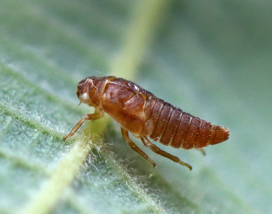 Leafhopper Exuvia - Possibly Oncopsis sp. It had a slight split on its back and some tracheal linings dangling out.<br />
<br />
Habitat: On alder; bog/mixed forest edge Cicadellidae,Exuvia,Geotagged,Oncopsis,Summer,United States,alder,hopper exuvia,leafhopper,leafhopper exuvia