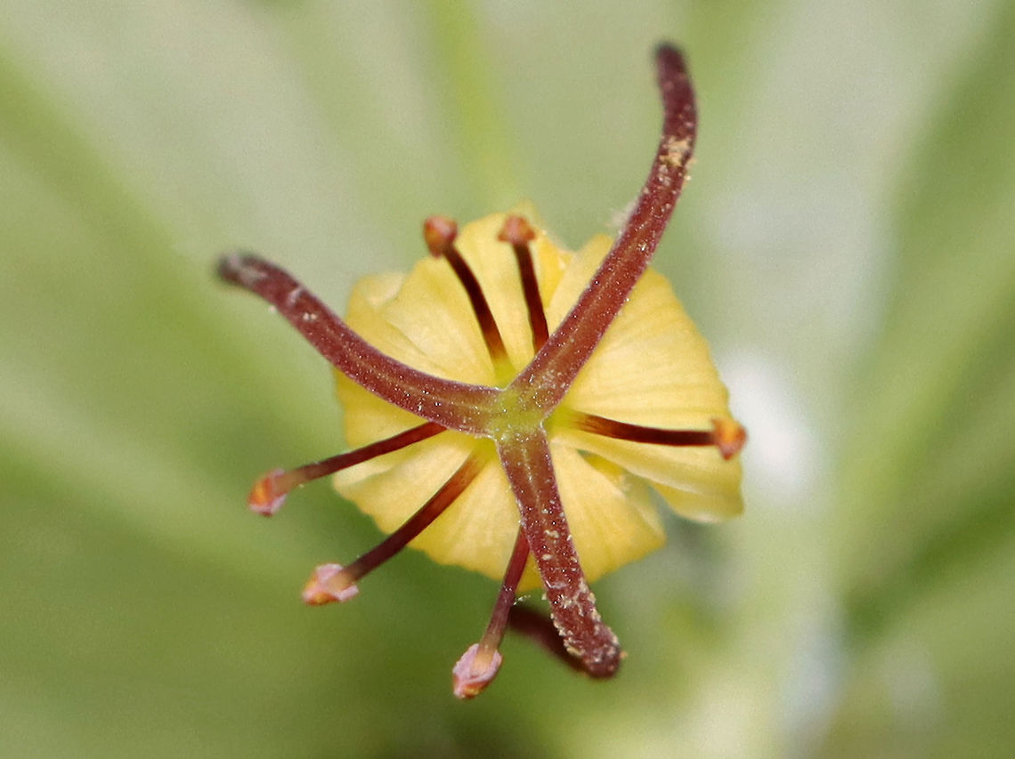 Indian Cucumber-Root - Medeola virginiana The plants grow from an underground rhizome on a single stalk that is covered in a cotton-like fiber.The rhizomes have a sweet, cucumber taste.<br />
<br />
Habitat: Mixed forest<br />
<figure class="photo"><a href="https://www.jungledragon.com/image/107270/indian_cucumber-root_-_medeola_virginiana.html" title="Indian Cucumber-Root - Medeola virginiana"><img src="https://s3.amazonaws.com/media.jungledragon.com/images/3232/107270_thumb.jpg?AWSAccessKeyId=05GMT0V3GWVNE7GGM1R2&Expires=1767225610&Signature=ZfxxTs6pBFgGObj7tbc%2BIFENZaI%3D" width="200" height="152" alt="Indian Cucumber-Root - Medeola virginiana The plants grow from an underground rhizome on a single stalk that is covered in a cotton-like fiber.The rhizomes have a sweet, cucumber taste.<br />
<br />
Habitat: Mixed forest<br />
https://www.jungledragon.com/image/107269/indian_cucumber-root_-_medeola_virginiana.html Geotagged,Indian cucumber-root,Medeola virginiana,Summer,United States" /></a></figure> Geotagged,Indian cucumber-root,Medeola,Medeola virginiana,Summer,United States