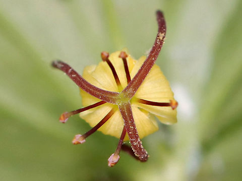 Indian Cucumber-Root - Medeola virginiana The plants grow from an underground rhizome on a single stalk that is covered in a cotton-like fiber.The rhizomes have a sweet, cucumber taste.

Habitat: Mixed forest
https://www.jungledragon.com/image/107270/indian_cucumber-root_-_medeola_virginiana.html Geotagged,Indian cucumber-root,Medeola,Medeola virginiana,Summer,United States