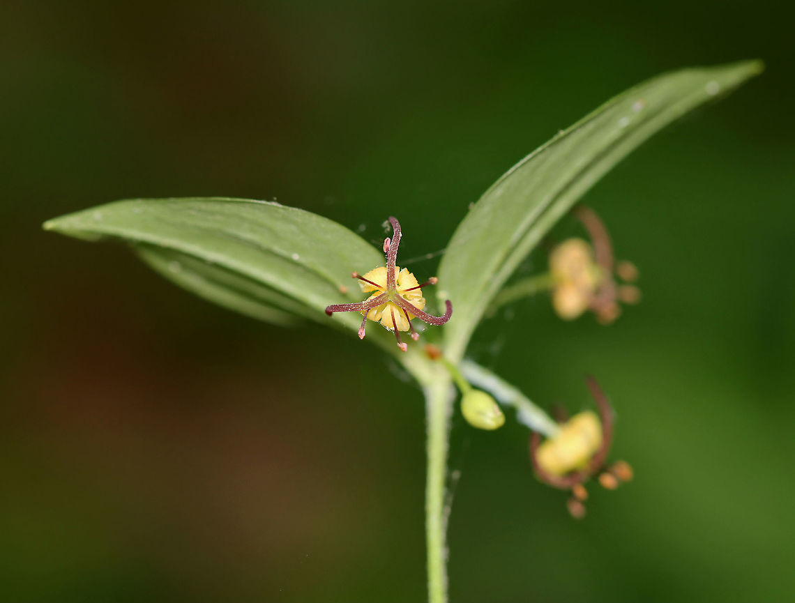 Indian Cucumber-Root - Medeola virginiana The plants grow from an underground rhizome on a single stalk that is covered in a cotton-like fiber.The rhizomes have a sweet, cucumber taste.<br />
<br />
Habitat: Mixed forest<br />
<figure class="photo"><a href="https://www.jungledragon.com/image/107269/indian_cucumber-root_-_medeola_virginiana.html" title="Indian Cucumber-Root - Medeola virginiana"><img src="https://s3.amazonaws.com/media.jungledragon.com/images/3232/107269_thumb.jpg?AWSAccessKeyId=05GMT0V3GWVNE7GGM1R2&Expires=1769040010&Signature=mQYoSQN347UfW8w3lyn4QorTXS0%3D" width="200" height="150" alt="Indian Cucumber-Root - Medeola virginiana The plants grow from an underground rhizome on a single stalk that is covered in a cotton-like fiber.The rhizomes have a sweet, cucumber taste.<br />
<br />
Habitat: Mixed forest<br />
https://www.jungledragon.com/image/107270/indian_cucumber-root_-_medeola_virginiana.html Geotagged,Indian cucumber-root,Medeola,Medeola virginiana,Summer,United States" /></a></figure> Geotagged,Indian cucumber-root,Medeola virginiana,Summer,United States