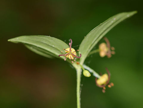 Indian Cucumber-Root - Medeola virginiana The plants grow from an underground rhizome on a single stalk that is covered in a cotton-like fiber.The rhizomes have a sweet, cucumber taste.

Habitat: Mixed forest
https://www.jungledragon.com/image/107269/indian_cucumber-root_-_medeola_virginiana.html Geotagged,Indian cucumber-root,Medeola virginiana,Summer,United States