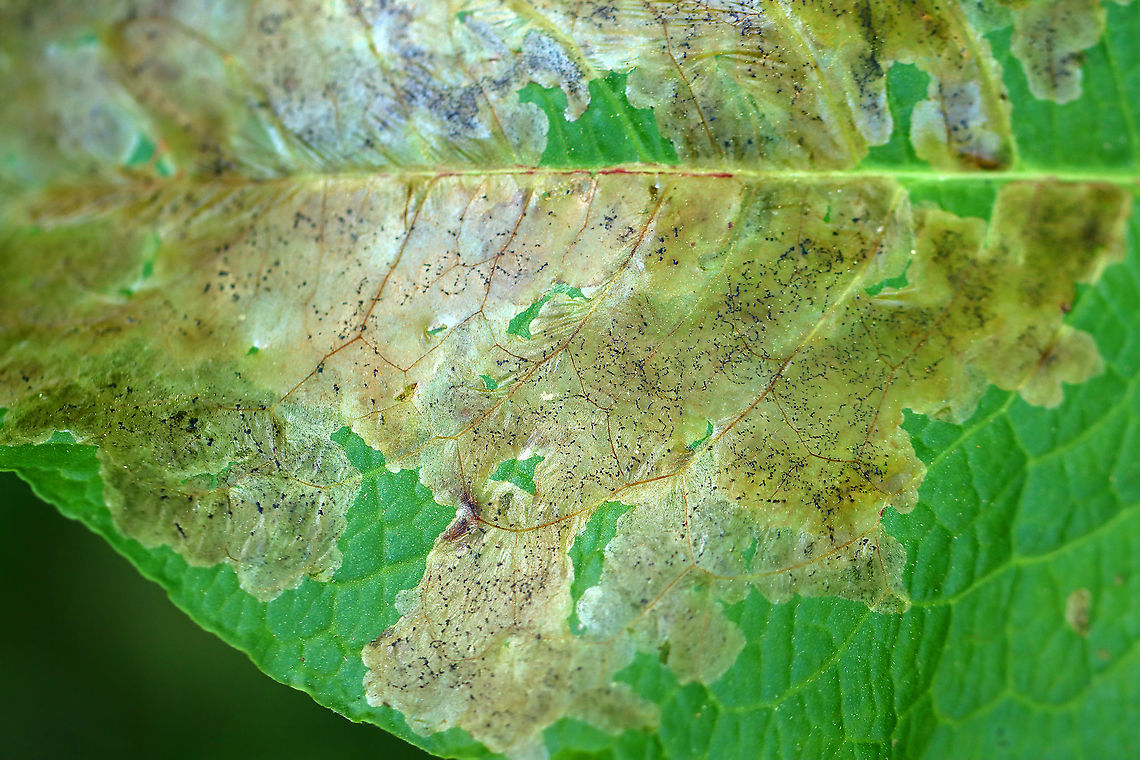 Blotch Leaf Mines Agromyzidae?<br />
<br />
Host: Unidentified plant...can anyone ID it?<br />
<figure class="photo"><a href="https://www.jungledragon.com/image/107505/blotch_leaf_mines.html" title="Blotch Leaf Mines"><img src="https://s3.amazonaws.com/media.jungledragon.com/images/3232/107505_thumb.jpg?AWSAccessKeyId=05GMT0V3GWVNE7GGM1R2&Expires=1769040010&Signature=D0QVQ3xk%2BWh%2BKT0u%2FsoZYhSGqoU%3D" width="102" height="152" alt="Blotch Leaf Mines Agromyzidae?<br />
<br />
Host: Unidentified plant...can anyone ID it?<br />
https://www.jungledragon.com/image/107503/blotch_leaf_mines.html<br />
https://www.jungledragon.com/image/107504/blotch_leaf_mines.html Geotagged,Summer,United States" /></a></figure><br />
<figure class="photo"><a href="https://www.jungledragon.com/image/107504/blotch_leaf_mines.html" title="Blotch Leaf Mines"><img src="https://s3.amazonaws.com/media.jungledragon.com/images/3232/107504_thumb.jpg?AWSAccessKeyId=05GMT0V3GWVNE7GGM1R2&Expires=1769040010&Signature=UTZ%2B7k1640TICz75YTHdiz3Vpiw%3D" width="102" height="152" alt="Blotch Leaf Mines Agromyzidae?<br />
<br />
Host: Unidentified plant...can anyone ID it?<br />
https://www.jungledragon.com/image/107503/blotch_leaf_mines.html<br />
https://www.jungledragon.com/image/107505/blotch_leaf_mines.html Agromyzidae,Geotagged,Summer,United States" /></a></figure><br />
 Geotagged,Summer,United States,leaf mine,leafminer