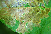 Blotch Leaf Mines Agromyzidae?<br />
<br />
Host: Unidentified plant...can anyone ID it?<br />
https://www.jungledragon.com/image/107505/blotch_leaf_mines.html<br />
https://www.jungledragon.com/image/107504/blotch_leaf_mines.html<br />
 Geotagged,Summer,United States,leaf mine,leafminer