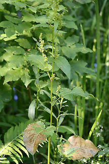 Blotch Leaf Mines Agromyzidae?

Host: Unidentified plant...can anyone ID it?
https://www.jungledragon.com/image/107503/blotch_leaf_mines.html
https://www.jungledragon.com/image/107504/blotch_leaf_mines.html Geotagged,Summer,United States
