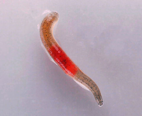 Freshwater Leech? This creature moved like a leech, but I am unsure if it actually is a leech. Could be a nematode or some kind of aquatic worm.

Habitat: Woodland pond

https://vimeo.com/502342237 Geotagged,United States,leech