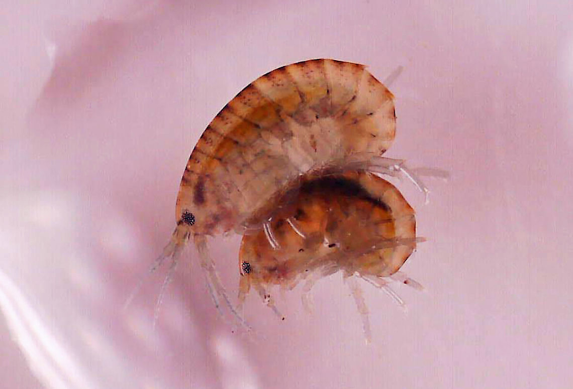 "Snuggling" Amphipods - Hyalella azteca(?) *Tentative ID<br />
<br />
Habitat: Found in the weeds near the edge of a pond Geotagged,United States,amphipod,amphipods