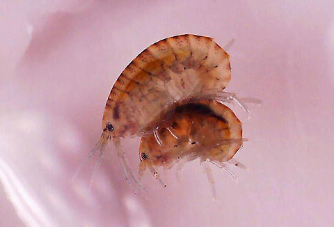 "Snuggling" Amphipods - Hyalella azteca(?) *Tentative ID

Habitat: Found in the weeds near the edge of a pond Geotagged,United States,amphipod,amphipods