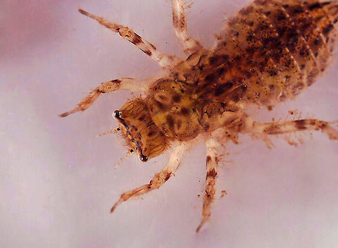 Dragonfly Nymph - Family Corduliidae This nymph was filthy. It had so much debris stuck in its hairs.

Habitat: Woodland pond

https://www.jungledragon.com/image/107509/dragonfly_nymph_venter_-_family_corduliidae.html
https://www.jungledragon.com/image/107578/dragonfly_nymph_-_family_corduliidae.html

To get a better understanding of dragonfly nymph parts:
https://www.mdfrc.org.au/bugguide/diagrams/odonata.htm Corduliidae,Geotagged,United States,dragonfly nymph,nymph