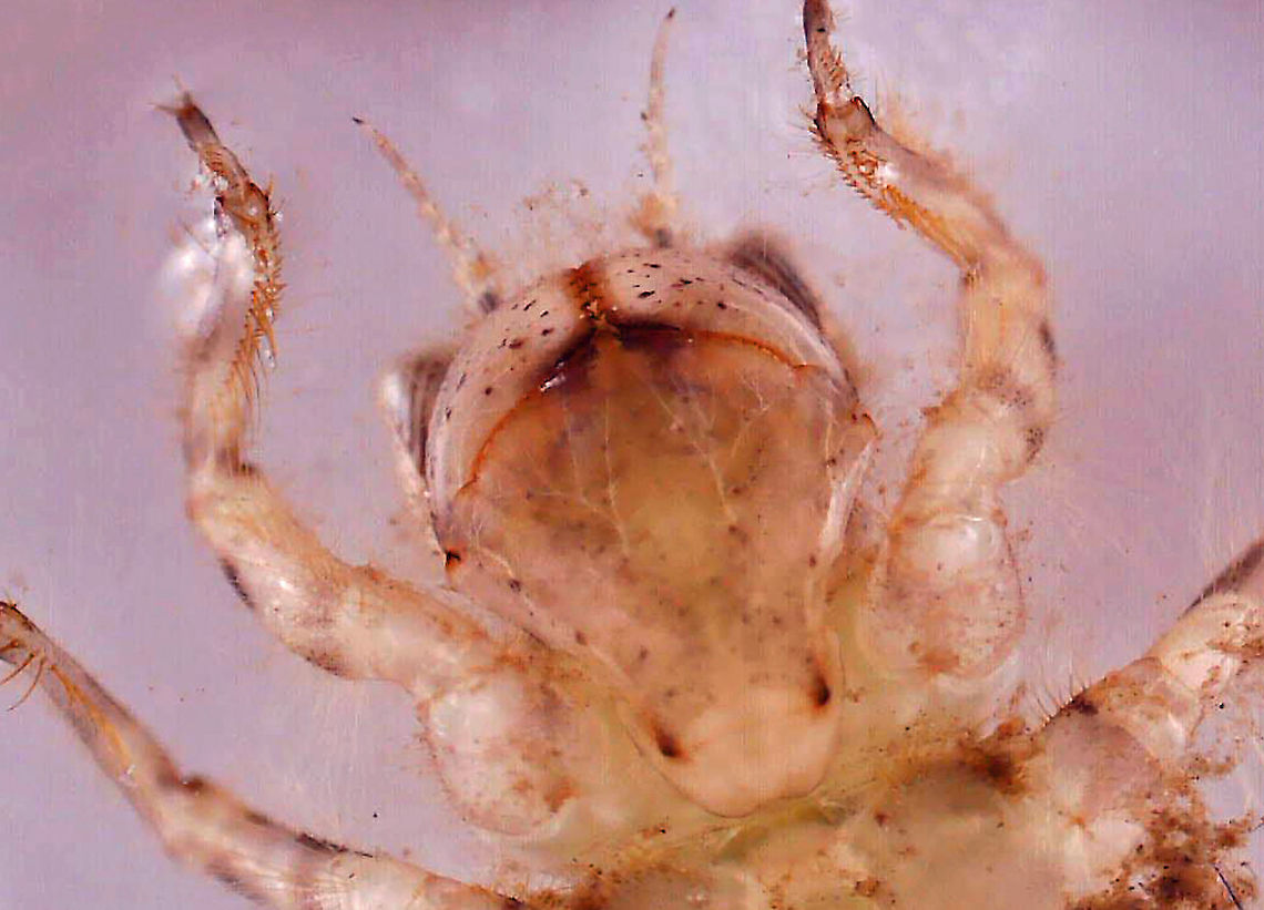 Dragonfly Nymph (Venter) - Family Corduliidae A couple cool things about this photo:<br />
1. You can see the mouthparts and the teeth on the labial palps<br />
2. You can see white, nerve-like structures under the prementum<br />
<br />
Habitat: Woodland pond<br />
<figure class="photo"><a href="https://www.jungledragon.com/image/107508/dragonfly_nymph_-_family_corduliidae.html" title="Dragonfly Nymph - Family Corduliidae"><img src="https://s3.amazonaws.com/media.jungledragon.com/images/3232/107508_thumb.jpg?AWSAccessKeyId=05GMT0V3GWVNE7GGM1R2&Expires=1759968010&Signature=bceoRODsVa9l5KEMz%2FRA8lvGnWA%3D" width="200" height="148" alt="Dragonfly Nymph - Family Corduliidae This nymph was filthy. It had so much debris stuck in its hairs.<br />
<br />
Habitat: Woodland pond<br />
<br />
https://www.jungledragon.com/image/107509/dragonfly_nymph_venter_-_family_corduliidae.html<br />
https://www.jungledragon.com/image/107578/dragonfly_nymph_-_family_corduliidae.html<br />
<br />
To get a better understanding of dragonfly nymph parts:<br />
https://www.mdfrc.org.au/bugguide/diagrams/odonata.htm Corduliidae,Geotagged,United States,dragonfly nymph,nymph" /></a></figure><br />
<figure class="photo"><a href="https://www.jungledragon.com/image/107578/dragonfly_nymph_-_family_corduliidae.html" title="Dragonfly Nymph - Family Corduliidae"><img src="https://s3.amazonaws.com/media.jungledragon.com/images/3232/107578_thumb.jpg?AWSAccessKeyId=05GMT0V3GWVNE7GGM1R2&Expires=1759968010&Signature=xiH%2B0cgi9FhCEgRAwMUHqi44X4w%3D" width="200" height="156" alt="Dragonfly Nymph - Family Corduliidae This nymph was filthy. It had so much debris stuck in its hairs. I was hoping to get a shot of it extending its mouthparts, but nope. Hopefully next time!<br />
<br />
Habitat: Woodland pond<br />
https://www.jungledragon.com/image/107509/dragonfly_nymph_venter_-_family_corduliidae.html<br />
https://www.jungledragon.com/image/107508/dragonfly_nymph_-_family_corduliidae.html<br />
https://www.jungledragon.com/image/107580/dragonfly_nymph_-_family_corduliidae.html Anisoptera,Corduliidae,Geotagged,Summer,United States,dragonfly,dragonfly nymph,nymph" /></a></figure><br />
<br />
<br />
To get a better understanding of dragonfly nymph parts:<br />
<a href="https://www.mdfrc.org.au/bugguide/diagrams/odonata.htm" rel="nofollow">https://www.mdfrc.org.au/bugguide/diagrams/odonata.htm</a><br />
 Geotagged,United States,dragonfly nymph,nymph