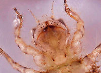 Dragonfly Nymph (Venter) - Family Corduliidae A couple cool things about this photo:<br />
1. You can see the mouthparts and the teeth on the labial palps<br />
2. You can see white, nerve-like structures under the prementum<br />
<br />
Habitat: Woodland pond<br />
https://www.jungledragon.com/image/107508/dragonfly_nymph_-_family_corduliidae.html<br />
https://www.jungledragon.com/image/107578/dragonfly_nymph_-_family_corduliidae.html<br />
<br />
<br />
To get a better understanding of dragonfly nymph parts:<br />
https://www.mdfrc.org.au/bugguide/diagrams/odonata.htm<br />
Geotagged,United States,dragonfly nymph,nymph