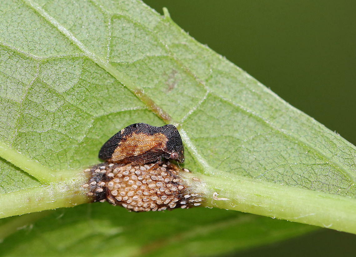 Treehopper - Publilia concava I&#039;ve never seen this pattern of Publilia concava before! This lady was guarding her eggs. Females are more likely to oviposit on plants in which ants are present because they have a mutualistic relationship: the treehoppers produce honeydew, which the ants eat. In return, the ants protect the treehoppers.<br />
<br />
Interestingly, male hoppers have mating calls, which are inaudible to humans unless recorded through vibrations. Check it out here: <a href="http://treehoppers.insectmuseum.org/site/treehoppers/sounds/Publilia_Cocroft.wav" rel="nofollow">http://treehoppers.insectmuseum.org/site/treehoppers/sounds/Publilia_Cocroft.wav</a> Geotagged,Publilia,Publilia concava,Summer,United States,treehopper