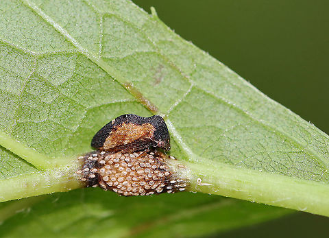 Treehopper - Publilia concava I've never seen this pattern of Publilia concava before! This lady was guarding her eggs. Females are more likely to oviposit on plants in which ants are present because they have a mutualistic relationship: the treehoppers produce honeydew, which the ants eat. In return, the ants protect the treehoppers.

Interestingly, male hoppers have mating calls, which are inaudible to humans unless recorded through vibrations. Check it out here: http://treehoppers.insectmuseum.org/site/treehoppers/sounds/Publilia_Cocroft.wav Geotagged,Publilia,Publilia concava,Summer,United States,treehopper