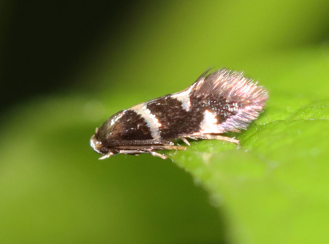 Antispila cornifoliella This moth was 3 mm in length, or less. It was so small!<br />
<br />
Habitat: Garden/forest edge. Cornus sp. was present in the area. Antispila,Antispila cornifoliella,Geotagged,Summer,United States