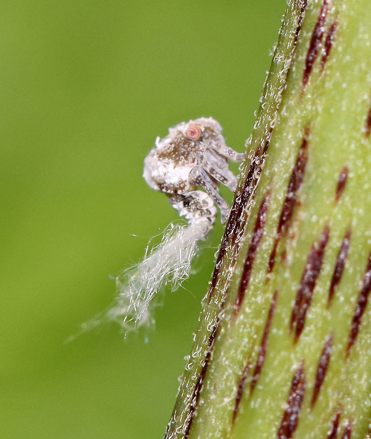Planthopper Nymph - Acanalonia bivittata These little fluffbutts are so cute.<br />
<br />
Habitat: Meadow Acanalonia,Acanalonia bivittata,Geotagged,Summer,Two-striped Planthopper,United States,nymph,planthopper nymph