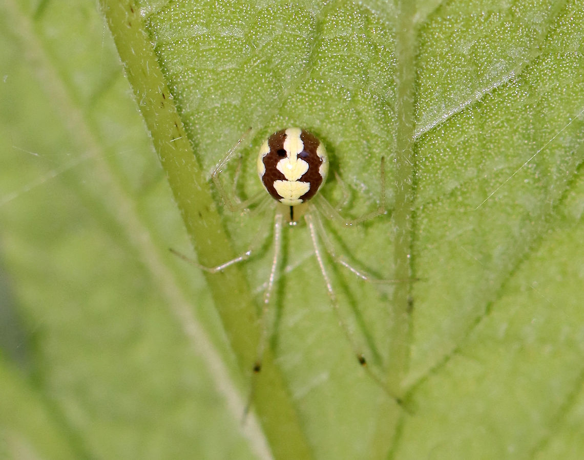 Cobweb Spider - Theridion albidum Habitat: Garden Geotagged,Summer,Theridion,Theridion albidum,United States,cobweb spider,spider
