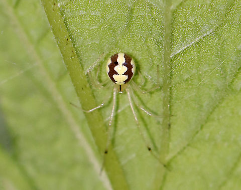 Cobweb Spider - Theridion albidum Habitat: Garden Geotagged,Summer,Theridion,Theridion albidum,United States,cobweb spider,spider
