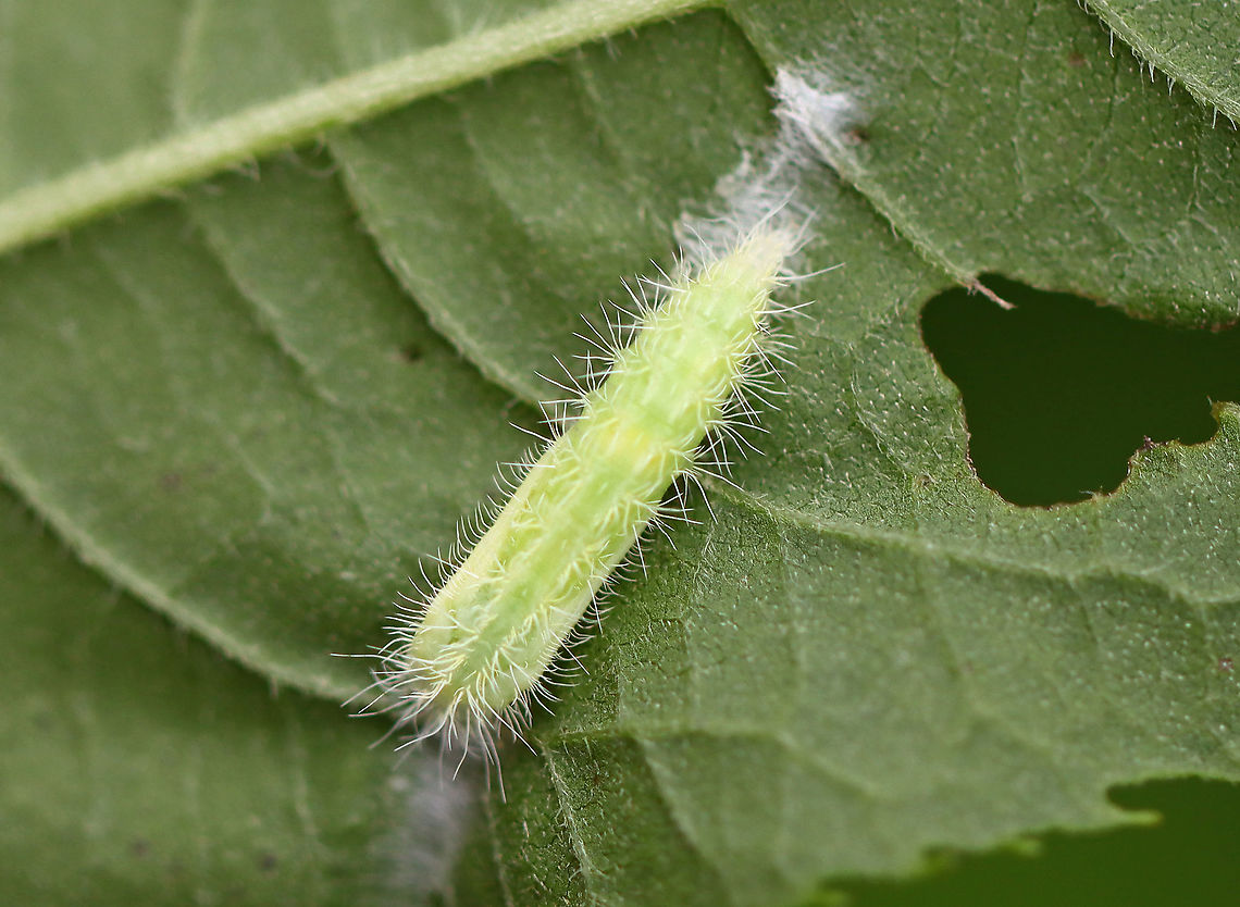 Plume Moth Caterpillar - Pterophoridae I think this caterpillar was getting ready to pupate. It was anchored to the underside of a leaf with silk on both ends. <br />
<br />
Habitat: Garden Geotagged,Pterophoridae,Summer,United States,caterpillar,larva,plume moth caterpillar