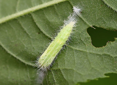Plume Moth Caterpillar - Pterophoridae I think this caterpillar was getting ready to pupate. It was anchored to the underside of a leaf with silk on both ends. 

Habitat: Garden Geotagged,Pterophoridae,Summer,United States,caterpillar,larva,plume moth caterpillar
