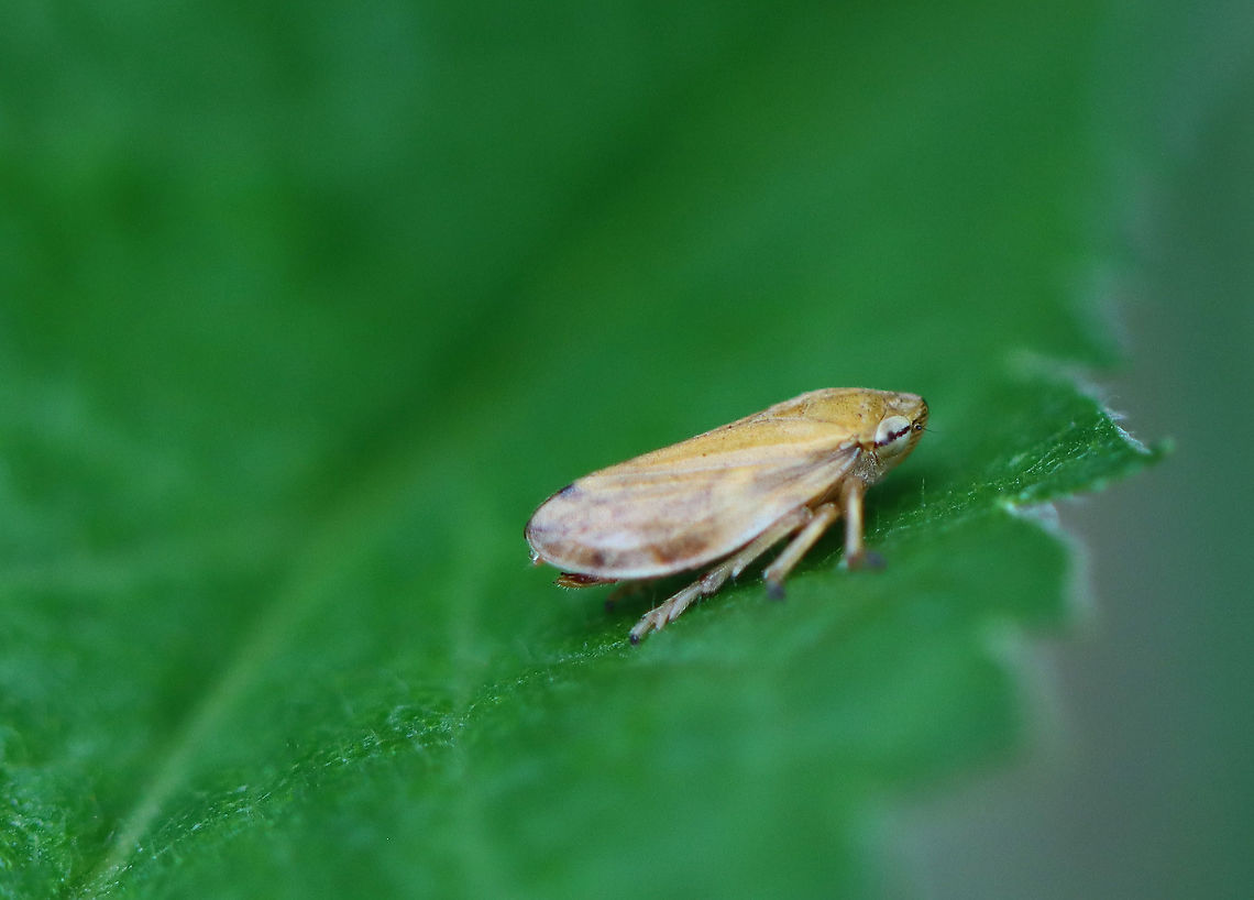 Meadow Froghopper - Philaenus spumarius Habitat: Meadow Geotagged,Philaenus,Philaenus spumarius,Summer,United States,froghopper,hopper