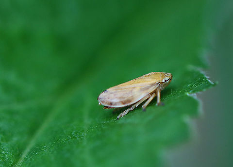 Meadow Froghopper - Philaenus spumarius Habitat: Meadow Geotagged,Philaenus,Philaenus spumarius,Summer,United States,froghopper,hopper