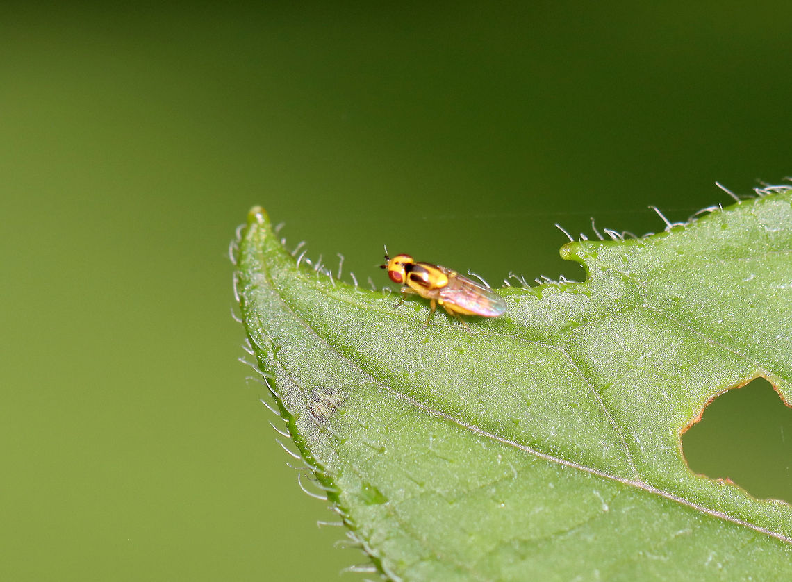Grass Fly - Thaumatomyia sp. It looks like Thaumatomyia notata, but that species is not in the northeastern US.<br />
<br />
Habitat: Meadow Diptera,Geotagged,Summer,Thaumatomyia,United States,fly,grass fly