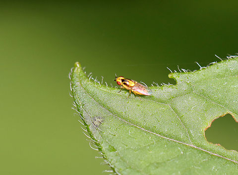 Grass Fly - Thaumatomyia sp. It looks like Thaumatomyia notata, but that species is not in the northeastern US.

Habitat: Meadow Diptera,Geotagged,Summer,Thaumatomyia,United States,fly,grass fly