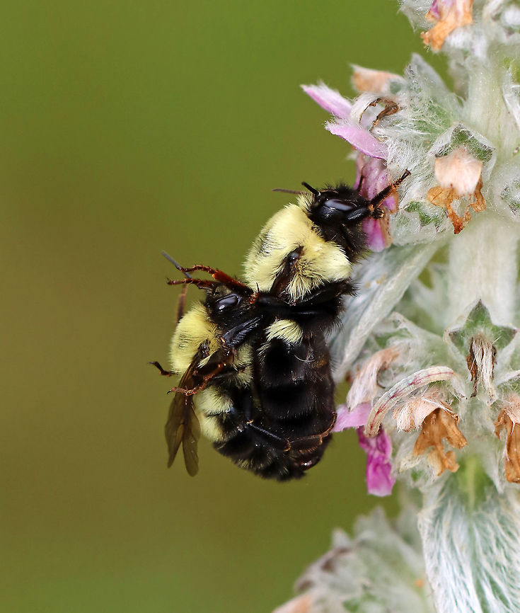 Mating Bumble bees - Bombus bimaculatus Habitat: Garden Bombus,Bombus bimaculatus,Geotagged,Summer,Two-spotted bumble bee,United States,bees,bumblebees
