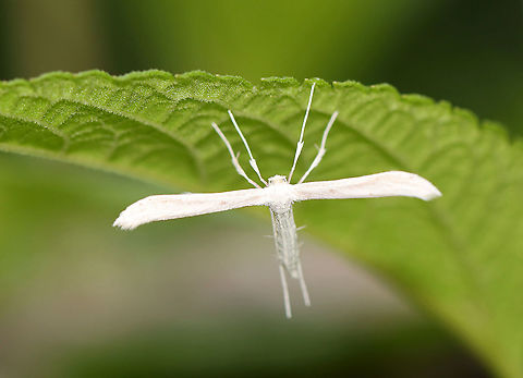 Plume Moth - Hellinsia homodactylus There were numerous individuals in this garden.

Habitat: Garden Geotagged,Hellinsia,Hellinsia homodactylus,Summer,United States,moth,plume moth