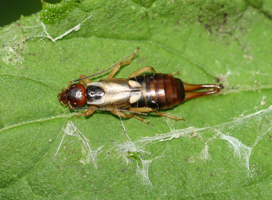 Earwig - Forficula auricularia Habitat: I found this earwig in a folded leaf that was stuck together with silk.  European earwig,Forficula,Forficula auricularia,Geotagged,Summer,United States,earwig
