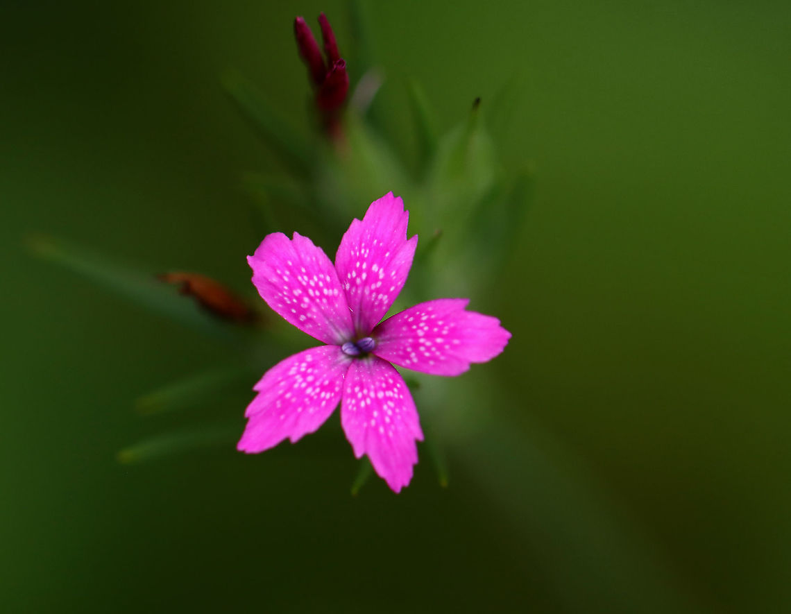 Deptford Pink - Dianthus armeria Habitat: Garden Deptford Pink,Dianthus,Dianthus armeria,Geotagged,Summer,United States,pink