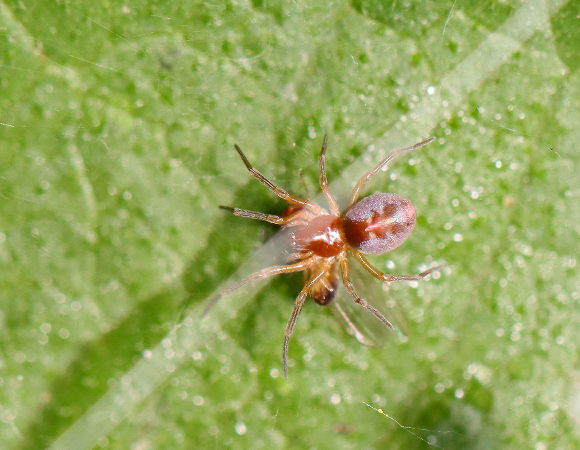 Spider with Prey - Family Dictynidae This spider had a really cool web. The spider was walking around on a leaf and it's web was suspended above it. There were 2 sacks in the silk. The spider was feasting on a fly.<br />
<br />
Habitat: Garden<br />
<figure class="photo"><a href="https://www.jungledragon.com/image/107547/spider_with_prey_-_family_dictynidae.html" title="Spider with Prey - Family Dictynidae"><img src="https://s3.amazonaws.com/media.jungledragon.com/images/3232/107547_thumb.jpg?AWSAccessKeyId=05GMT0V3GWVNE7GGM1R2&Expires=1769040010&Signature=Ihny%2BCs3RhReicHCPODRI9s5MYI%3D" width="200" height="142" alt="Spider with Prey - Family Dictynidae This spider had a really cool web. The spider was walking around on a leaf and it's web was suspended above it. There were 2 sacks in the silk. The spider was feasting on a fly.<br />
<br />
Habitat: Garden<br />
https://www.jungledragon.com/image/107546/spider_with_prey.html Dictynidae,Geotagged,Summer,United States,spider" /></a></figure> Arachnida,Dictynidae,Geotagged,Summer,United States,spider