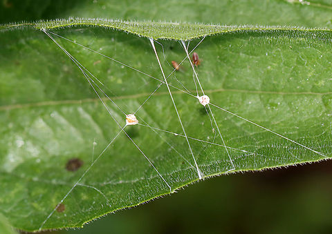 Spider with Prey - Family Dictynidae This spider had a really cool web. The spider was walking around on a leaf and it's web was suspended above it. There were 2 sacks in the silk. The spider was feasting on a fly.

Habitat: Garden
https://www.jungledragon.com/image/107546/spider_with_prey.html Dictynidae,Geotagged,Summer,United States,spider