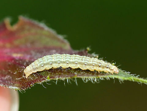 Raspberry Pyrausta  Caterpillar - Pyrausta signatalis Habitat: Spotted on Monarda didyma (Beebalm) Geotagged,Pyrausta signatalis,Raspberry Pyrausta,Summer,United States,caterpillar,larva
