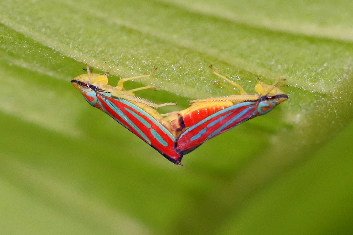 Candy-striped Leafhoppers (Mating) - Graphocephala coccinea Habitat: Meadow Candy-striped leafhopper,Geotagged,Graphocephala,Graphocephala coccinea,Summer,United States,leafhoppers